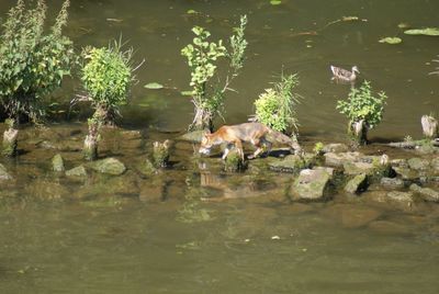 Horses in a lake