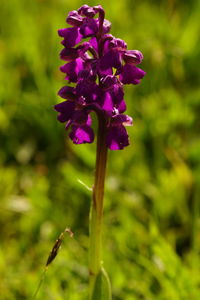 Close-up of purple flowering plant