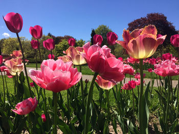 Close-up of pink tulips