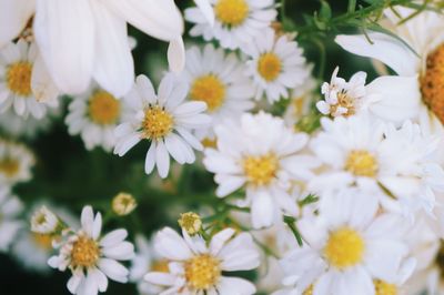 Close-up of fresh white flowers blooming outdoors