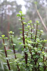 Close-up of leaves