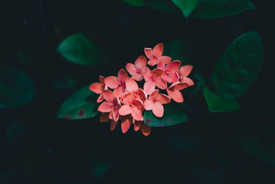 Close-up of flowers blooming outdoors