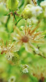 Close-up of flower