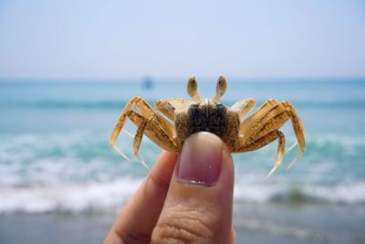 Cropped image of person holding crab by sea against sky