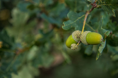 Close-up of fruit growing on tree