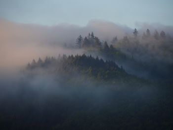 Trees on landscape against sky at foggy weather