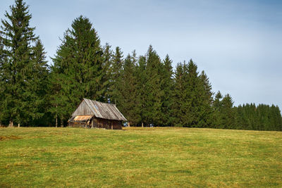 Old abandoned wooden hut with pine tree, paltinis area, sibiu county, romania, 1400m