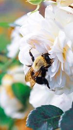 Close-up of bee pollinating on white flower