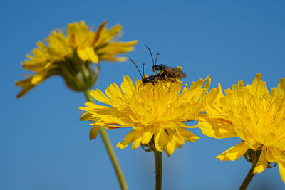 Black soldier fly flies insect hermetia illucens mating on yellow dandelions