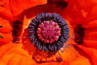 Full frame shot of orange flower