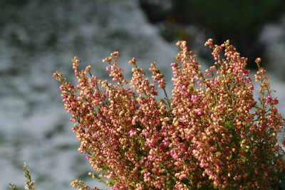 Close-up of pink hearher blossoms