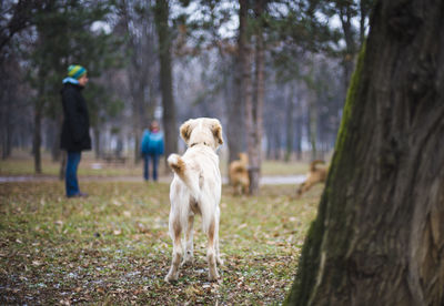 Dog on tree trunk in forest