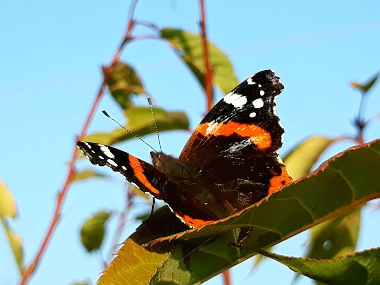 BUTTERFLY POLLINATING FLOWER