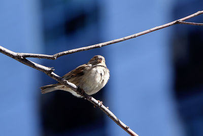 Close-up of bird perching on branch