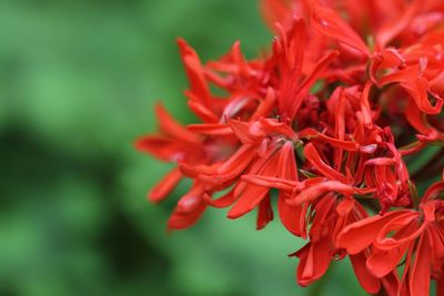 Close-up of red flowering plant