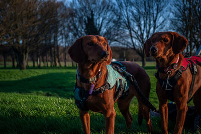 Misty and mitzy, two rescue serbian hound sisters enjoying a walk in crowland, lincolnshire, uk