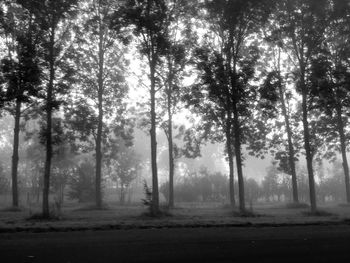 Trees in forest against sky