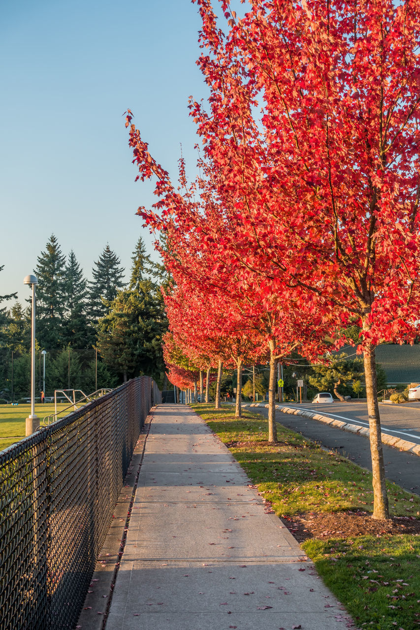 VIEW OF TREES IN AUTUMN