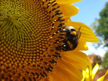 Close-up of bee pollinating on sunflower