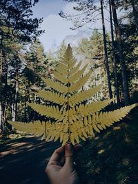 Person holding umbrella on road amidst trees