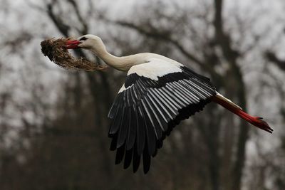 Side view of stork carrying hay against trees