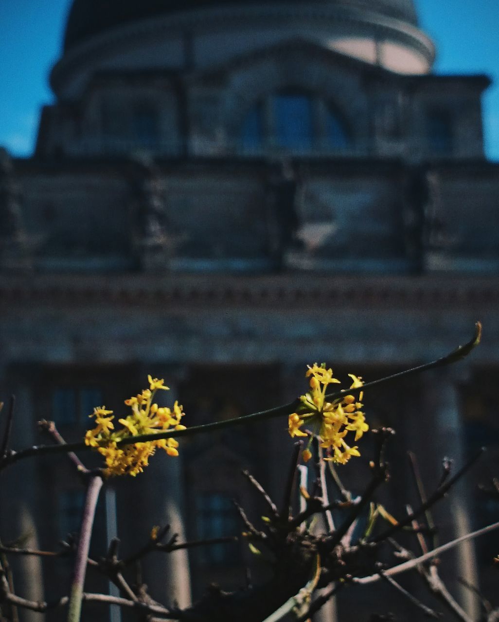 flower, focus on foreground, plant, close-up, fragility, growth, petal, freshness, yellow, nature, flower head, blooming, building exterior, selective focus, outdoors, potted plant, stem, no people, day, beauty in nature