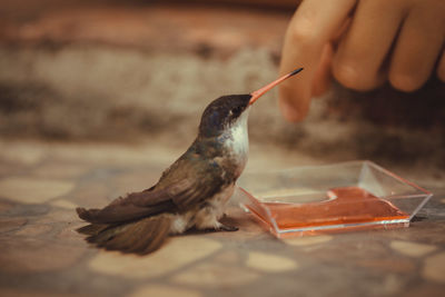 Close-up of hand feeding bird
