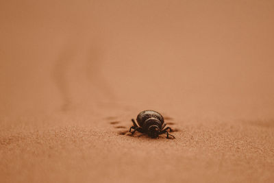 Black bug walking on a sand dune in the sahara desert 