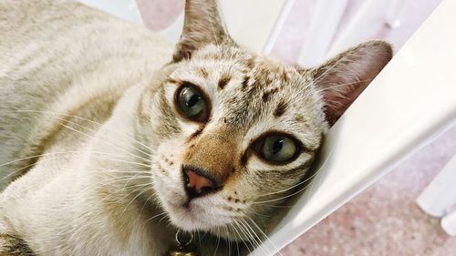 Close-up portrait of cat