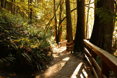 View of trees in forest