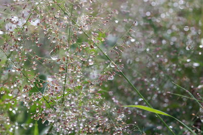 Close-up of raindrops on flowering plant