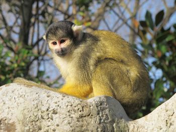 Portrait of monkey sitting on tree