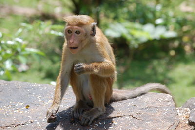 Little monkey , sri lanka 