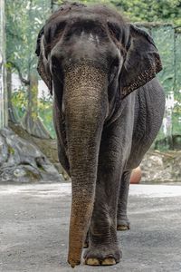 Elephant walking on tree