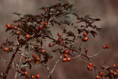 Close-up of berries on tree