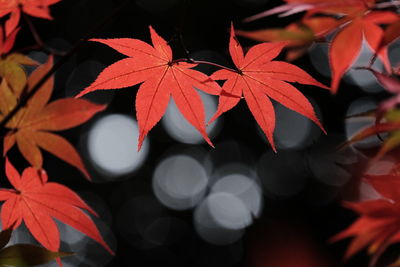 Close-up of red leaves