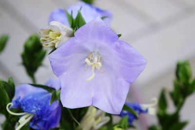 Close-up of purple flower