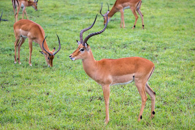 Deer in a field