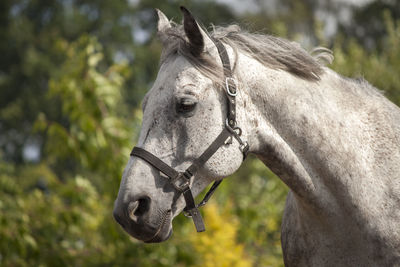 Close-up of a horse on field