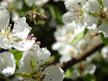 Close-up of white flowering plant