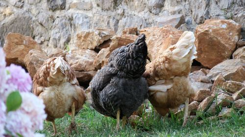 Close-up of rooster on field