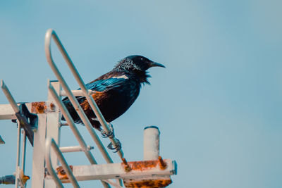 Low angle view of bird perching against clear blue sky