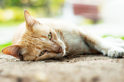 Close-up of ginger cat