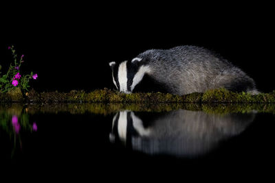 Side view of an animal against black background