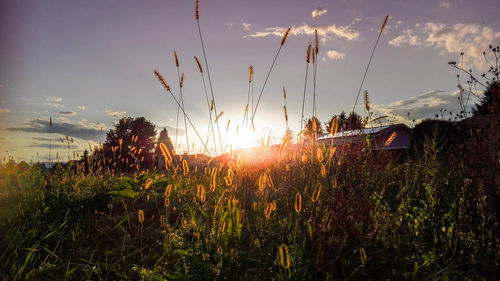 Plants growing on field against sky during sunset