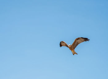 Low angle view of eagle flying in sky