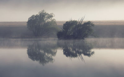 Trees growing amidst lake against sky during foggy weather
