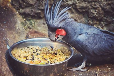 High angle view of bird on rock