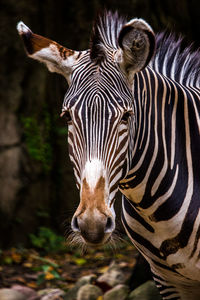 Close-up of zebras