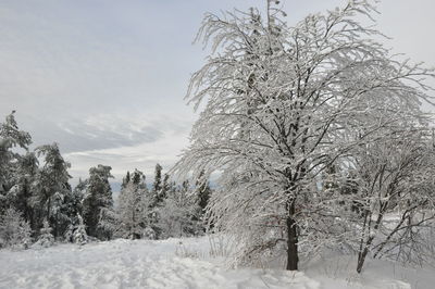 Trees on snow covered land against sky